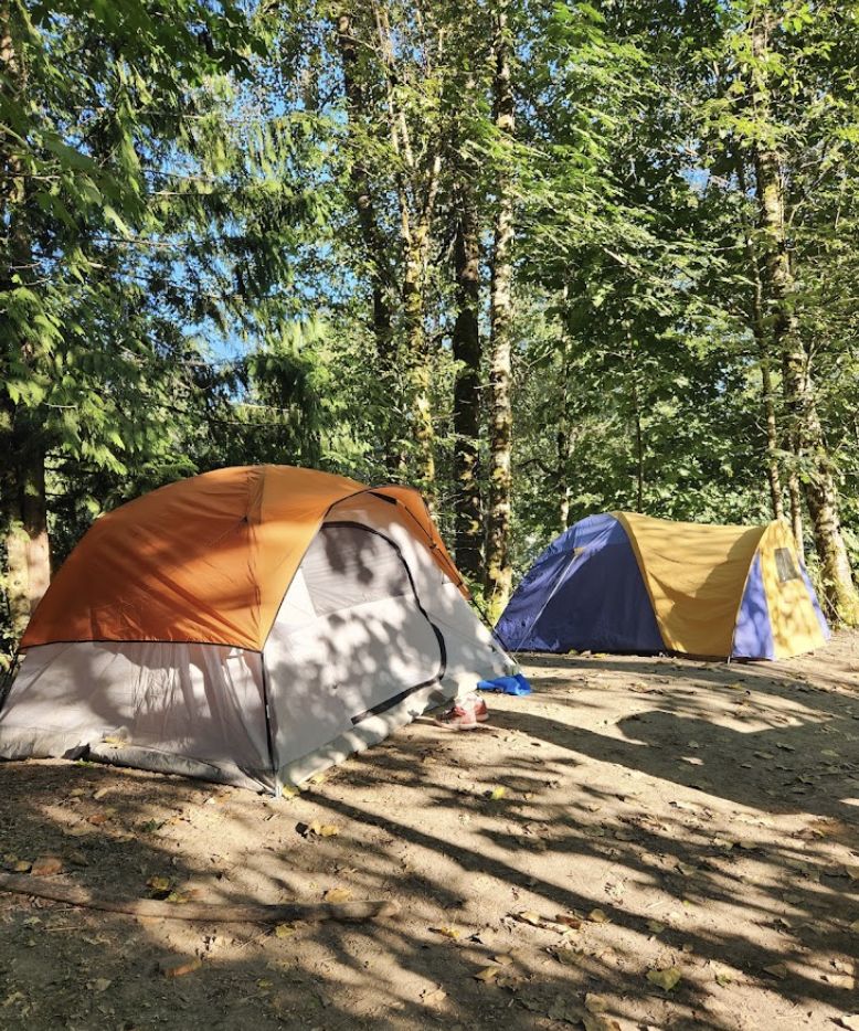 Two tents pitched in dappled shade under tall trees