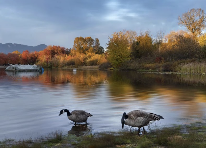 Two Canada geese at the water's edge, with autumn-coloured trees along the far shore